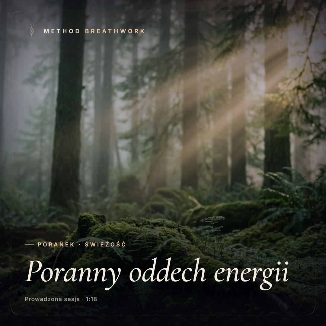 Światło wpadające pomiędzy drzewa